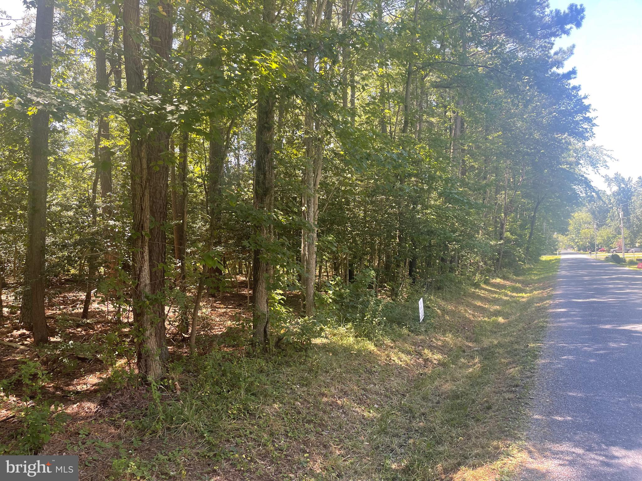 224 Wicomico Road Stevensville, MD 21666 - Photo 3 of 24 a view of forest