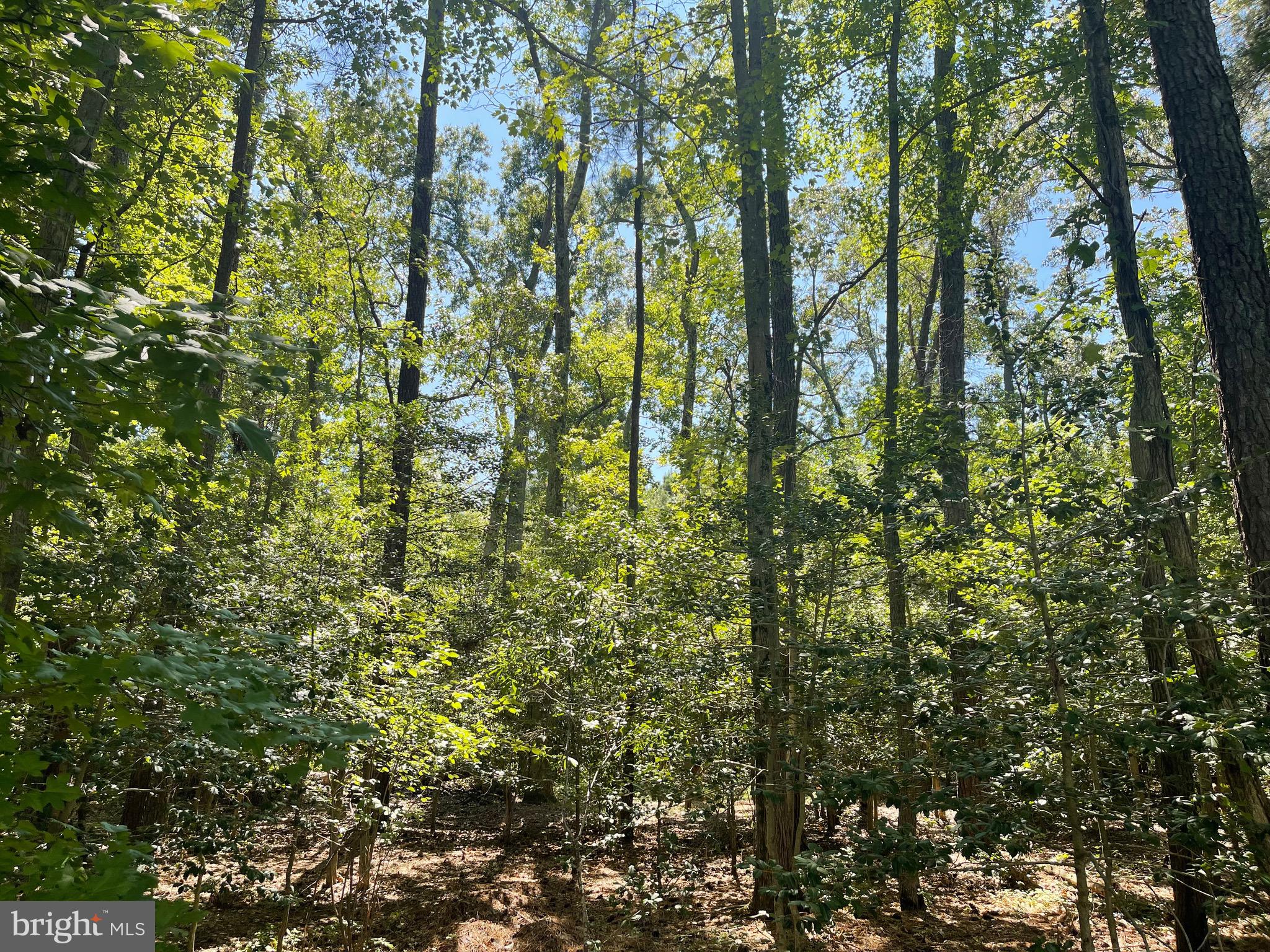 224 Wicomico Road Stevensville, MD 21666 - Photo 4 of 24 a view of forest