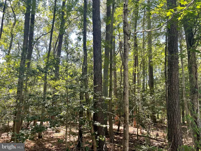a view of a forest with trees