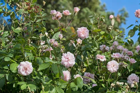 $845,000 | 435 La Quinta Lane, Sonoma, CA 95476