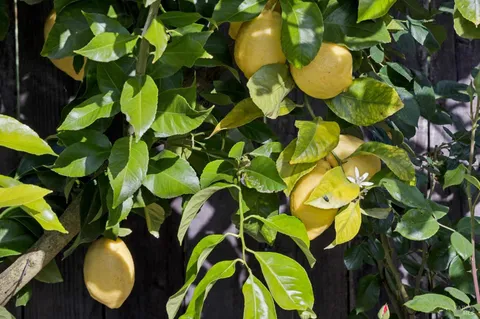 $845,000 | 435 La Quinta Lane, Sonoma, CA 95476