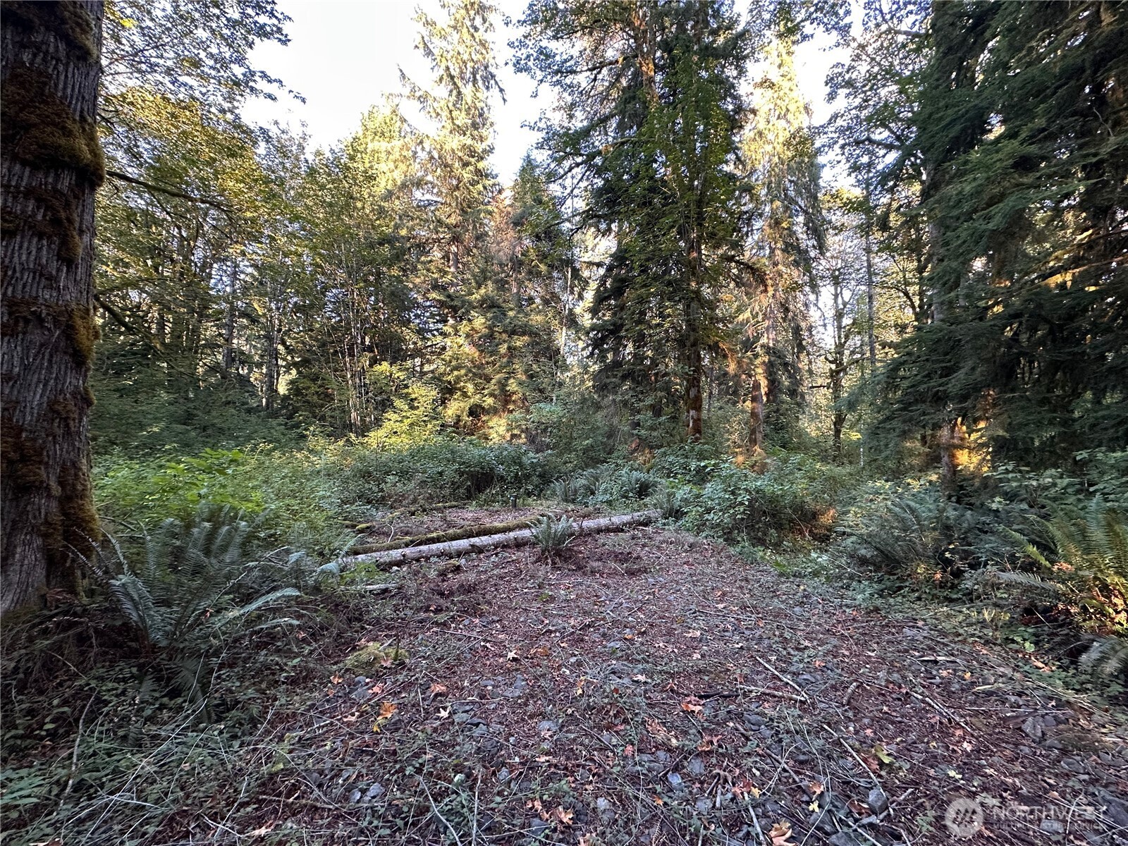 358-xx Northeast Moss Lake Road Carnation, WA 98014 - Photo 12 of 31 a view of a yard with a tree