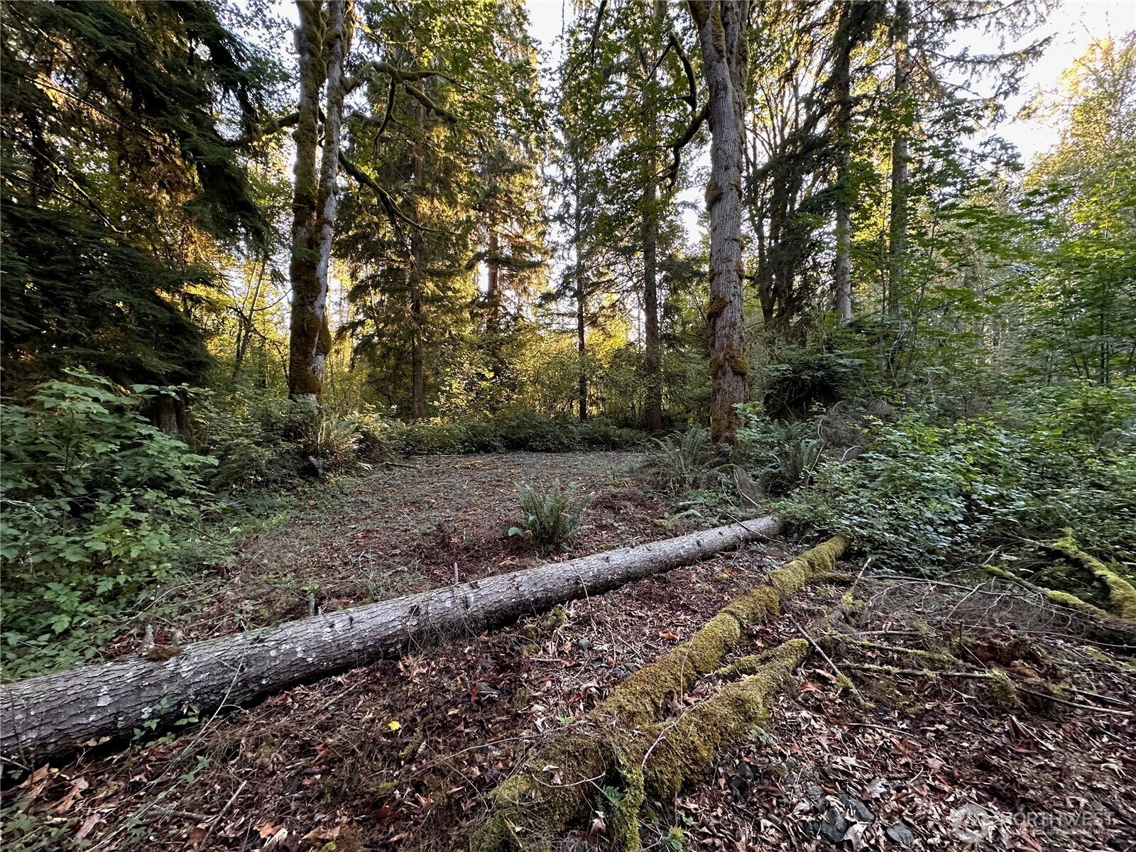 358-xx Northeast Moss Lake Road Carnation, WA 98014 - Photo 13 of 31 a view of a yard with plants and large trees