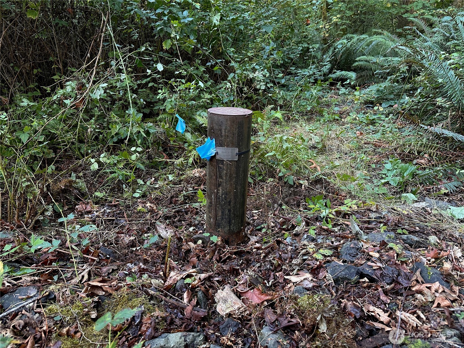 358-xx Northeast Moss Lake Road Carnation, WA 98014 - Photo 14 of 31 a view of a tree in a yard