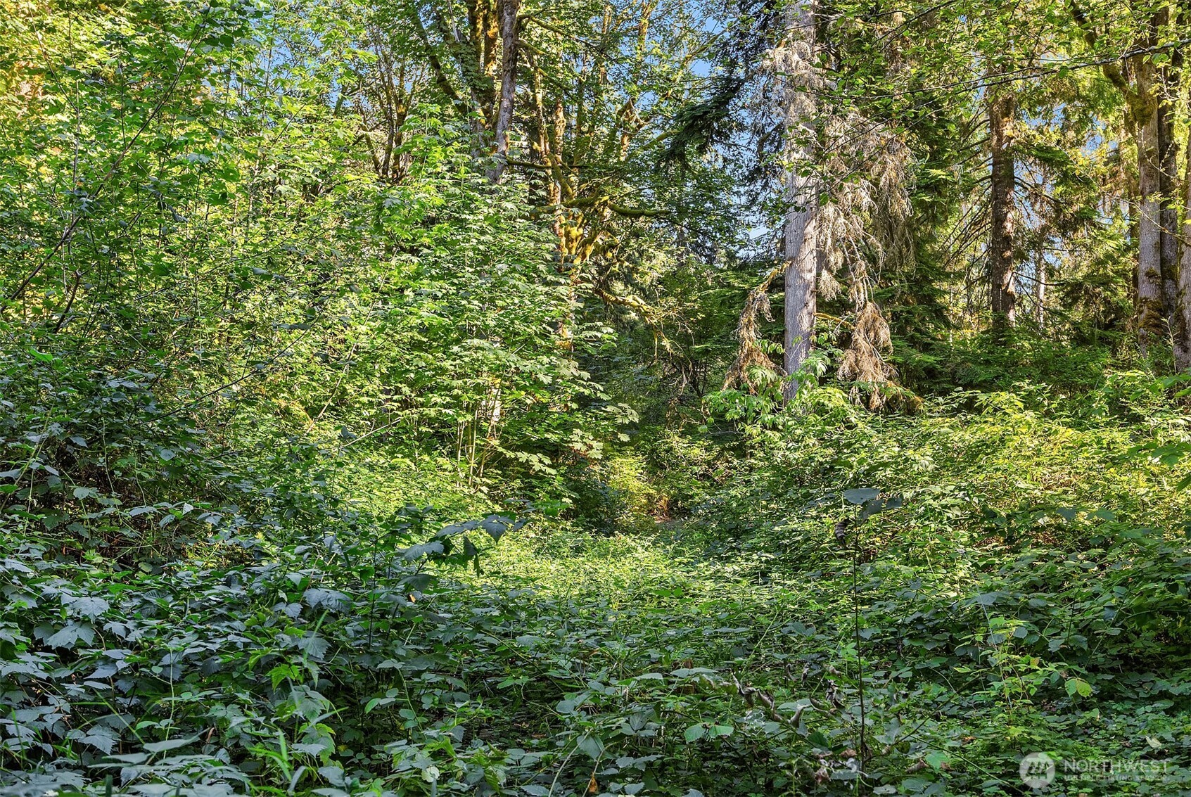 358-xx Northeast Moss Lake Road Carnation, WA 98014 - Photo 10 of 31 a view of a lush green forest