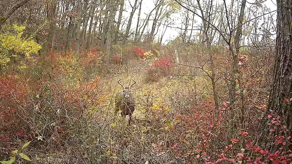 $2,700,000 | 351 Acres County Road, Boscobel, WI 53805