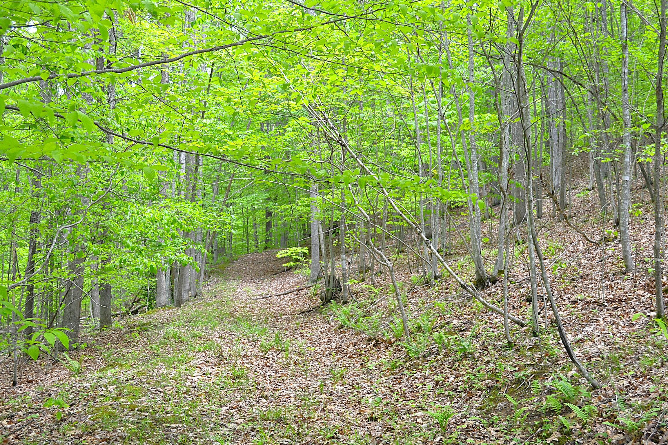 Germany Road Renick, WV 24966 - Photo 5 of 22 Gallery Image 5