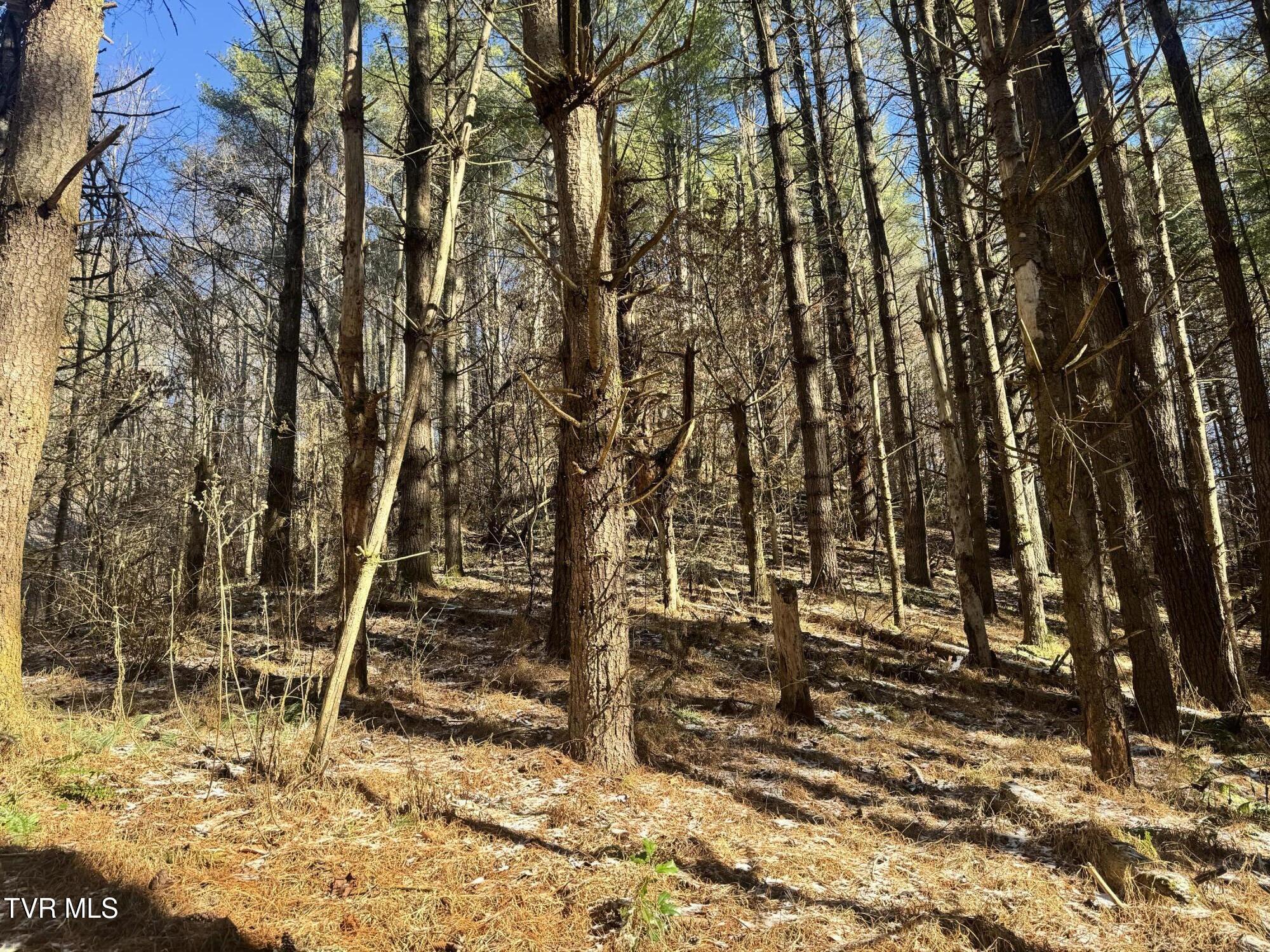 0 Clear Branch Road Erwin, TN 37650 - Photo 23 of 45 IMG_5051