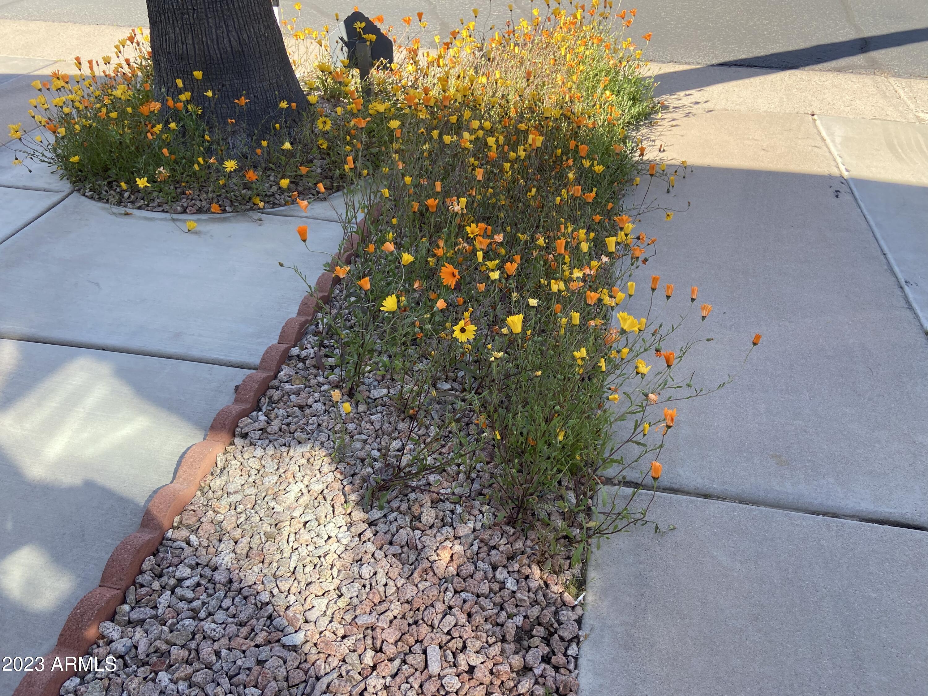 1358 Kiowa Circle, Unit 358 Apache Junction, AZ 85119 - Photo 29 of 37 a picture of plants