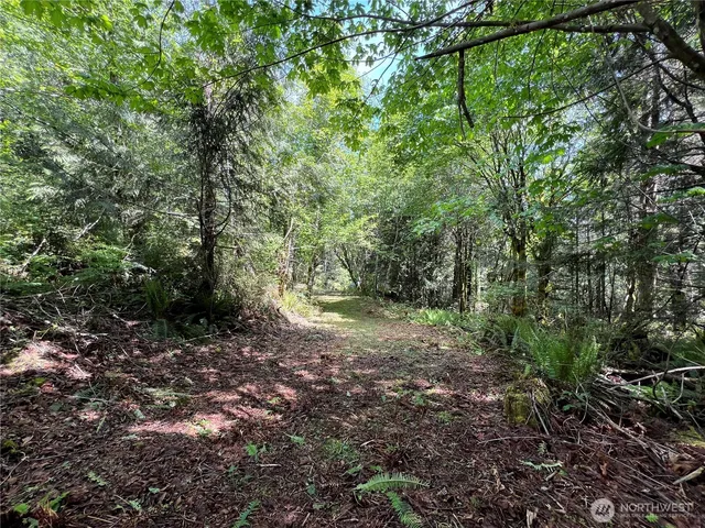 a view of a forest with trees in the background