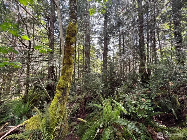 a view of a forest with lots of trees