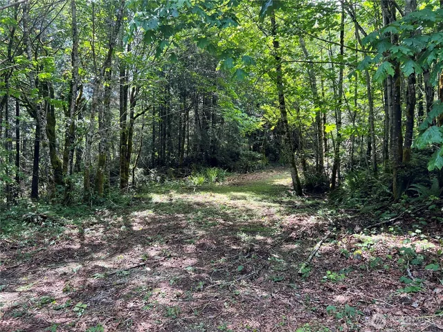 a view of a forest with trees in the background