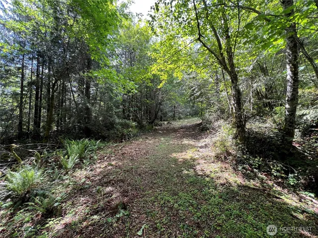 a view of a forest with trees in the background