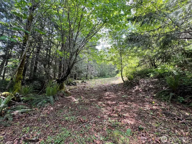 a view of a yard with a tree
