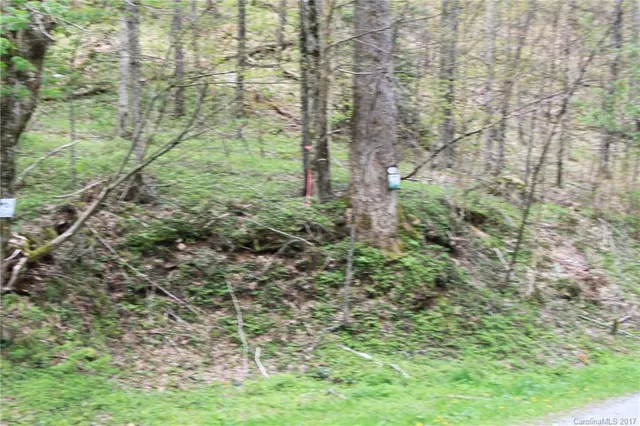 a view of a forest that has large trees