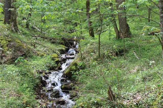 a view of a lush green forest with lots of trees