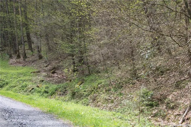 a view of a forest with a tree