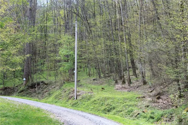 a view of a forest with a tree