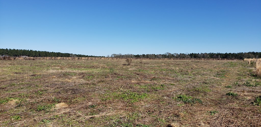0 County Road 49 Slocomb, AL 36375 - Photo 6 of 6