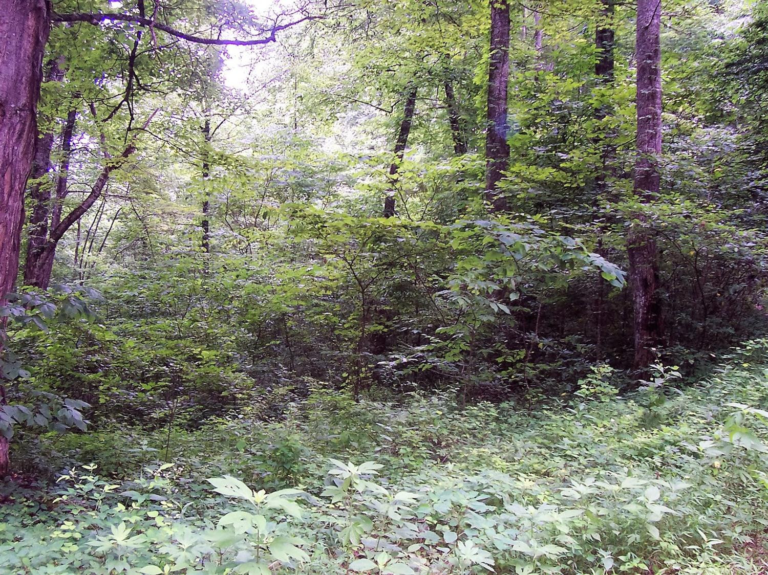 4236 Beech Timber Road Beattyville, KY 41311 - Photo 35 of 76 Photo 35