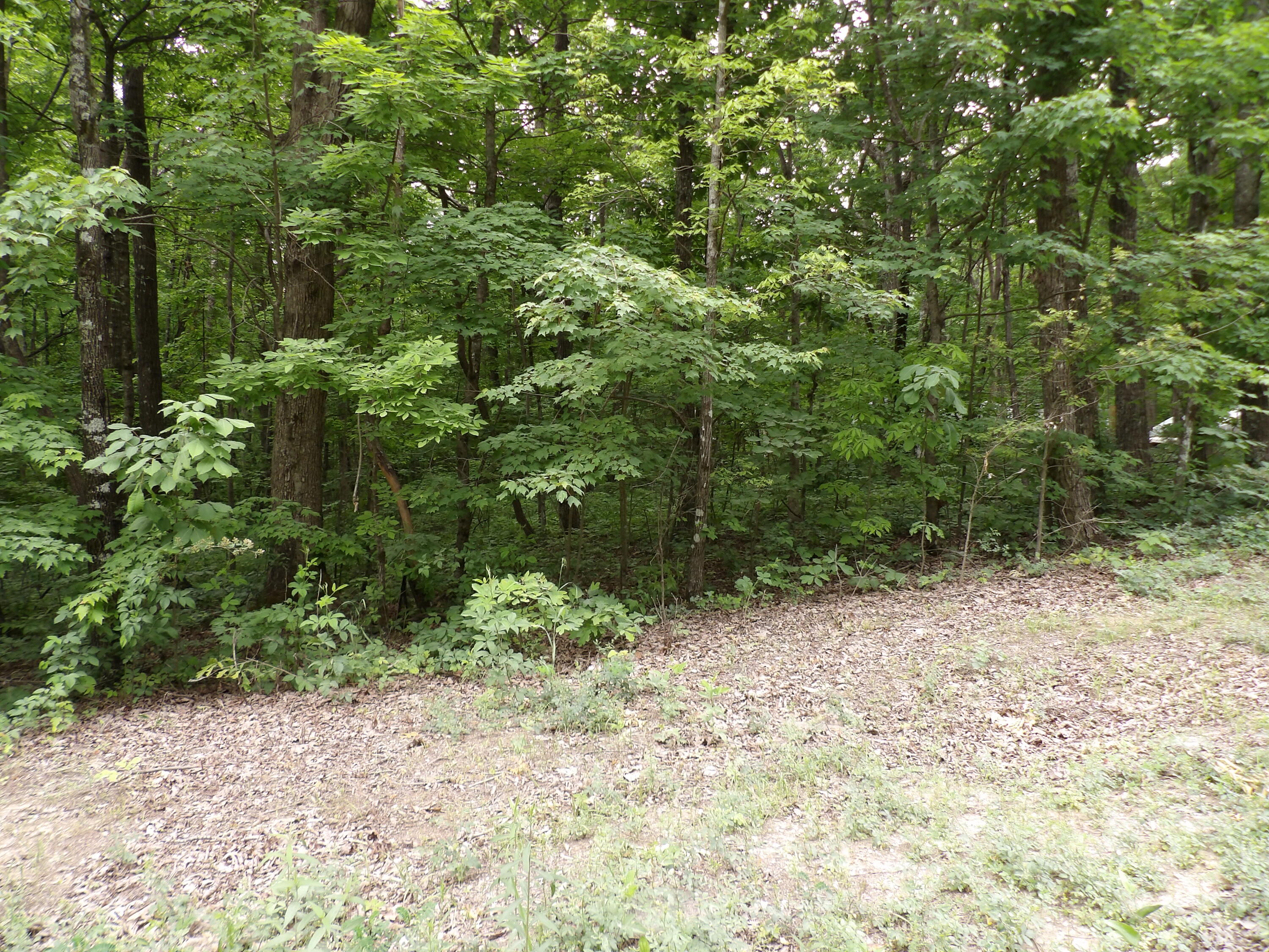 0 Ridge Road West Crossville, TN 38572 - Photo 3 of 10 100_2494