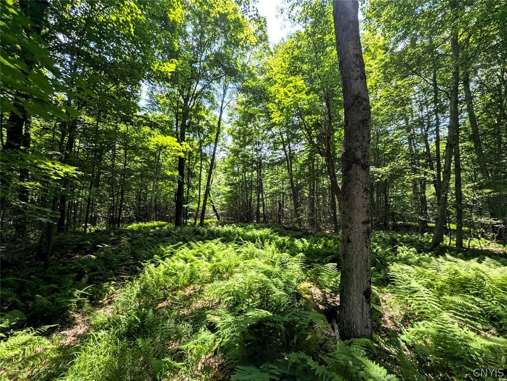 537 Maple Road West Union, NY 14877 - Photo 39 of 50