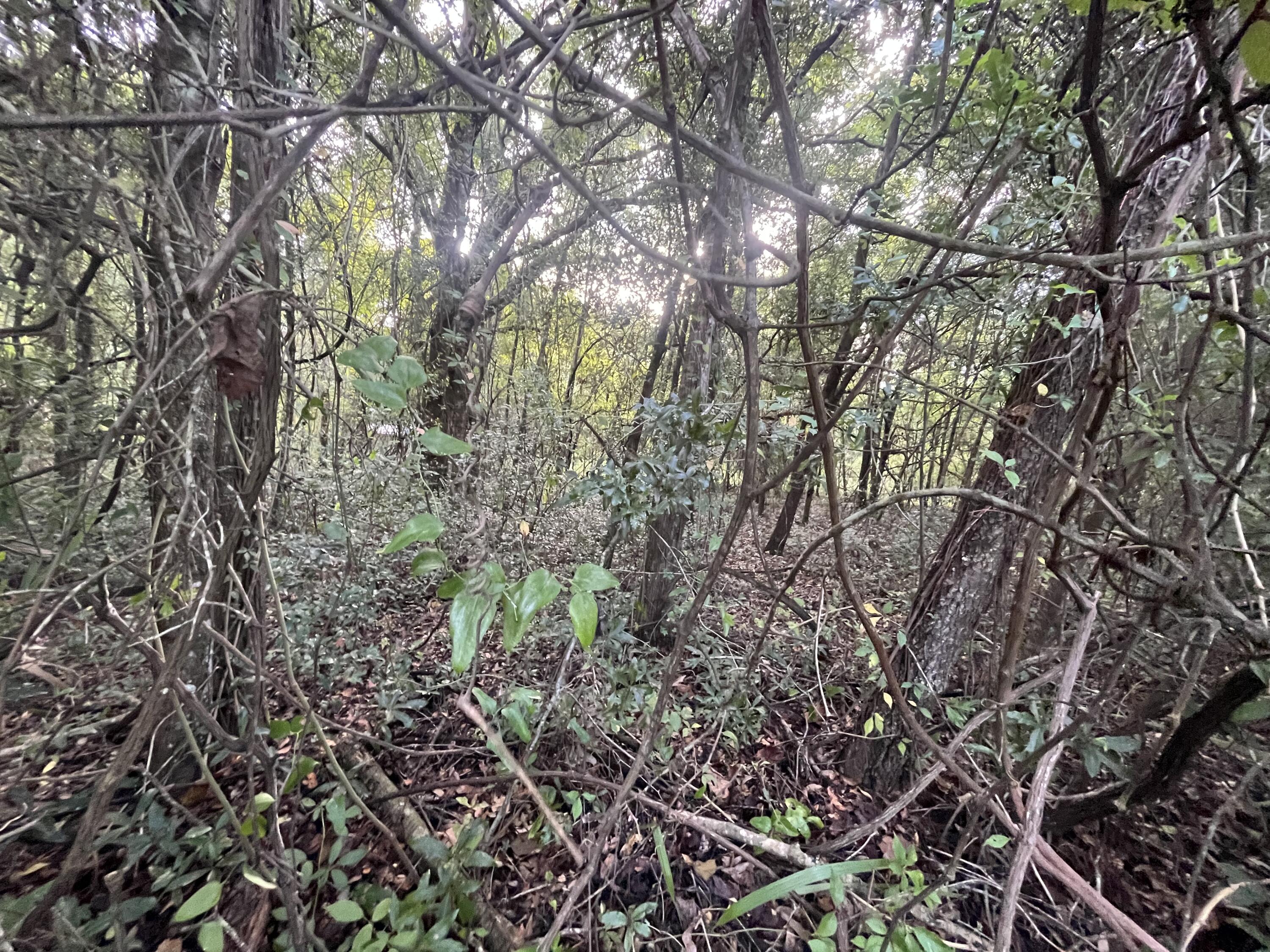 915 Annette Avenue Interlachen, FL 32148 - Photo 2 of 12 a backyard of a house with lots of green space