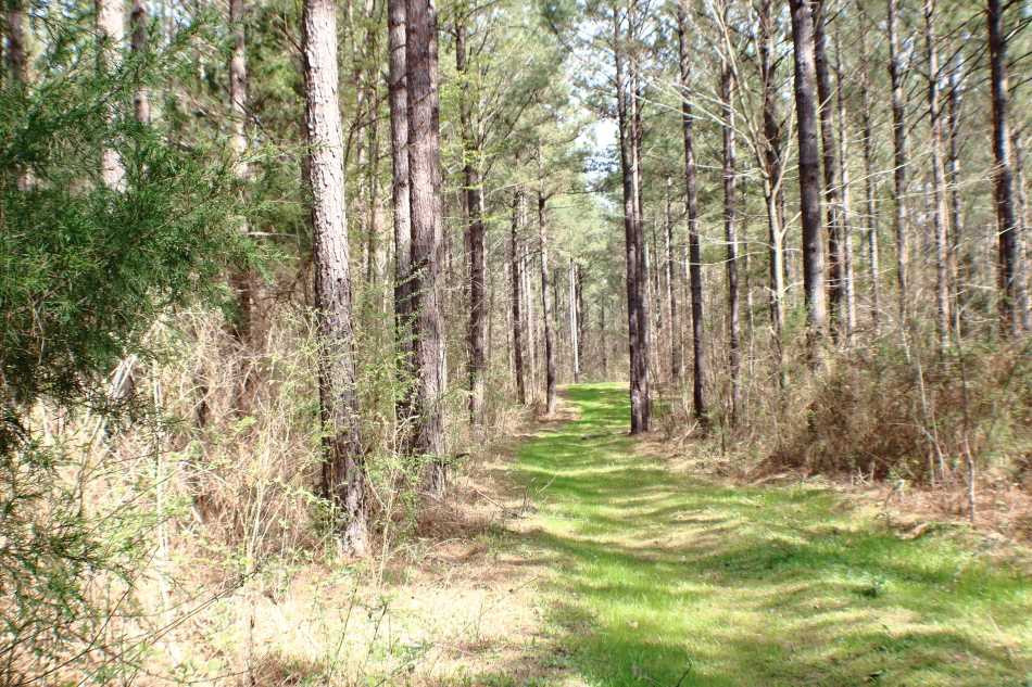 1 Virgin Mary Road Camden, MS 39045 - Photo 2 of 8 Photo 2