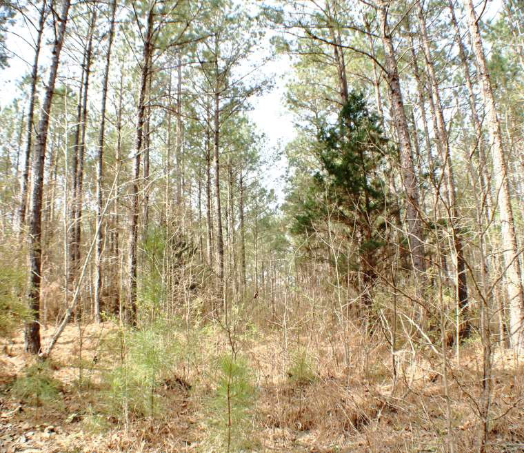 1 Virgin Mary Road Camden, MS 39045 - Photo 6 of 8 Photo 6