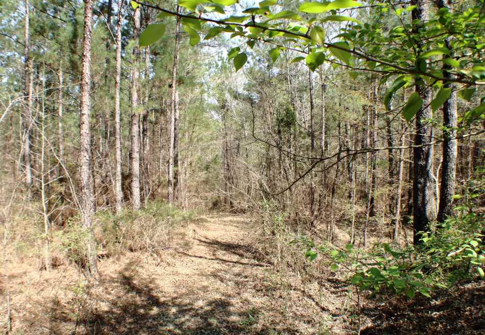 1 Virgin Mary Road Camden, MS 39045 - Photo 7 of 8 Photo 7
