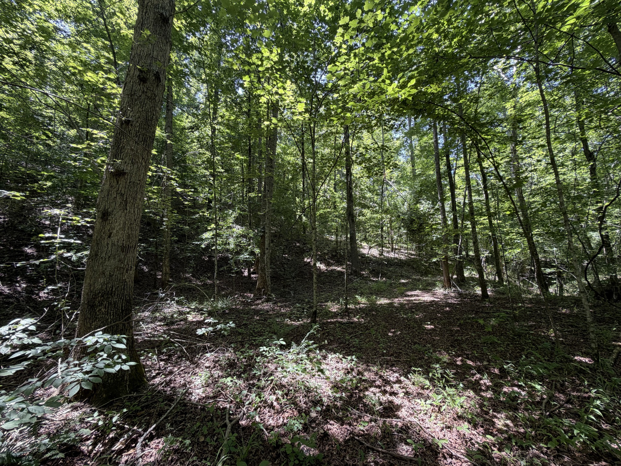 215 Bar Bee Road Hohenwald, TN 38462 - Photo 19 of 51