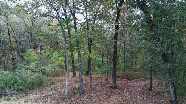 a view of a forest with trees in the background