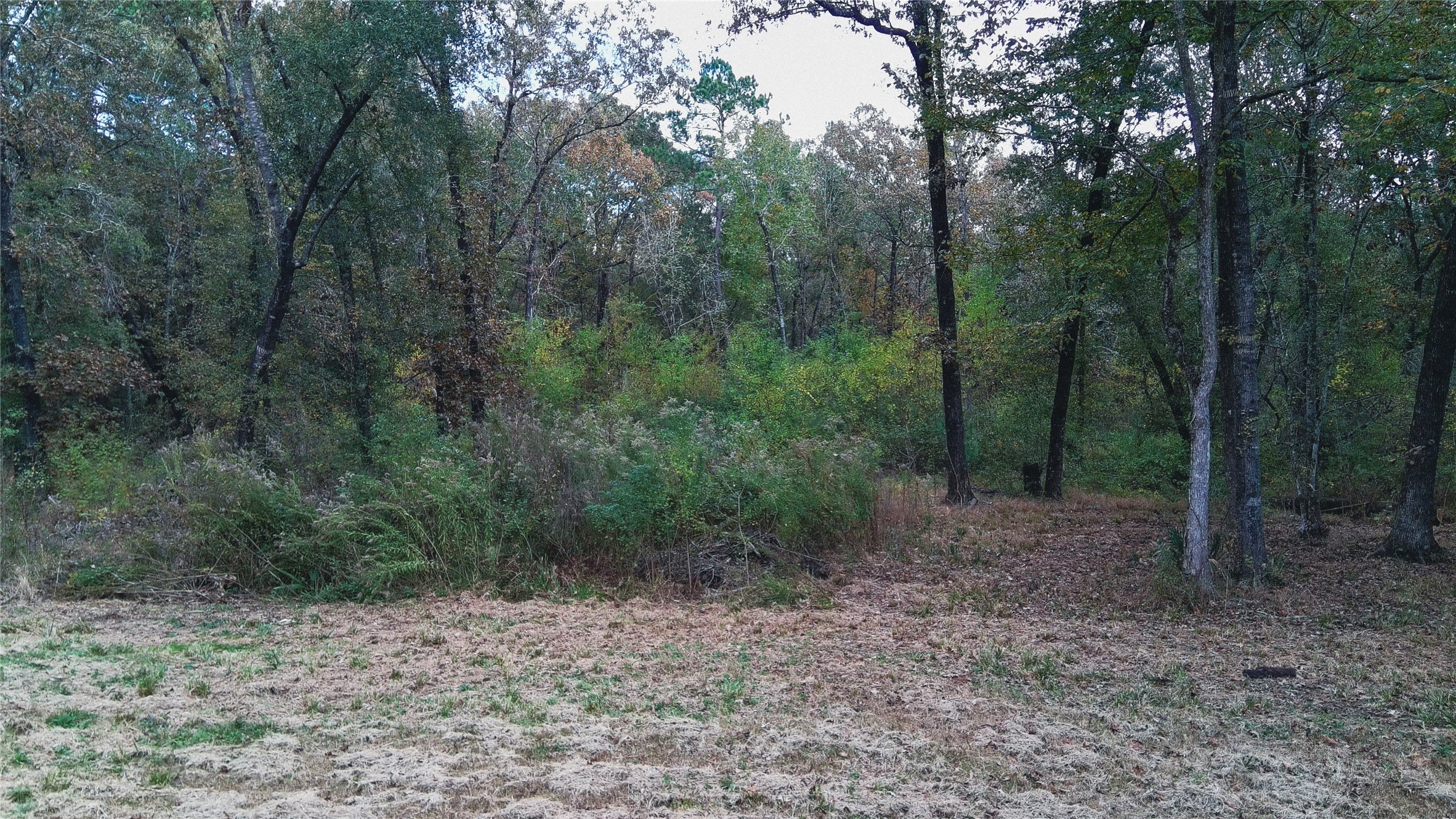 Tbd Jerry Raymond Road Wallisville, TX 77597 - Photo 12 of 13 a view of a forest