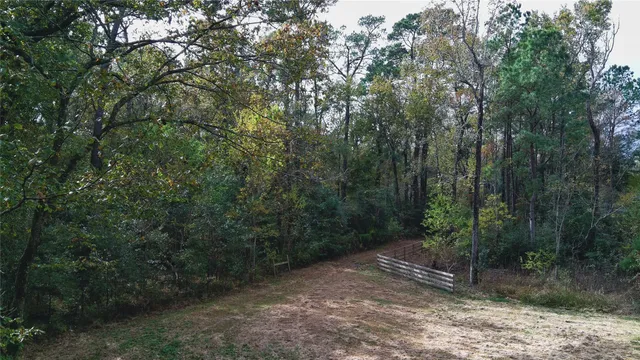 a view of a forest with trees in the background
