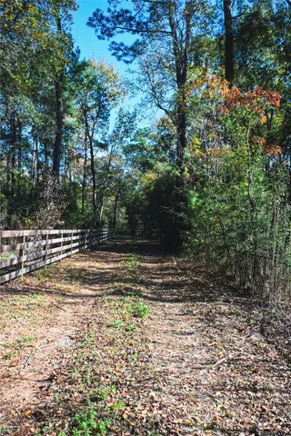 a view of a yard with large trees