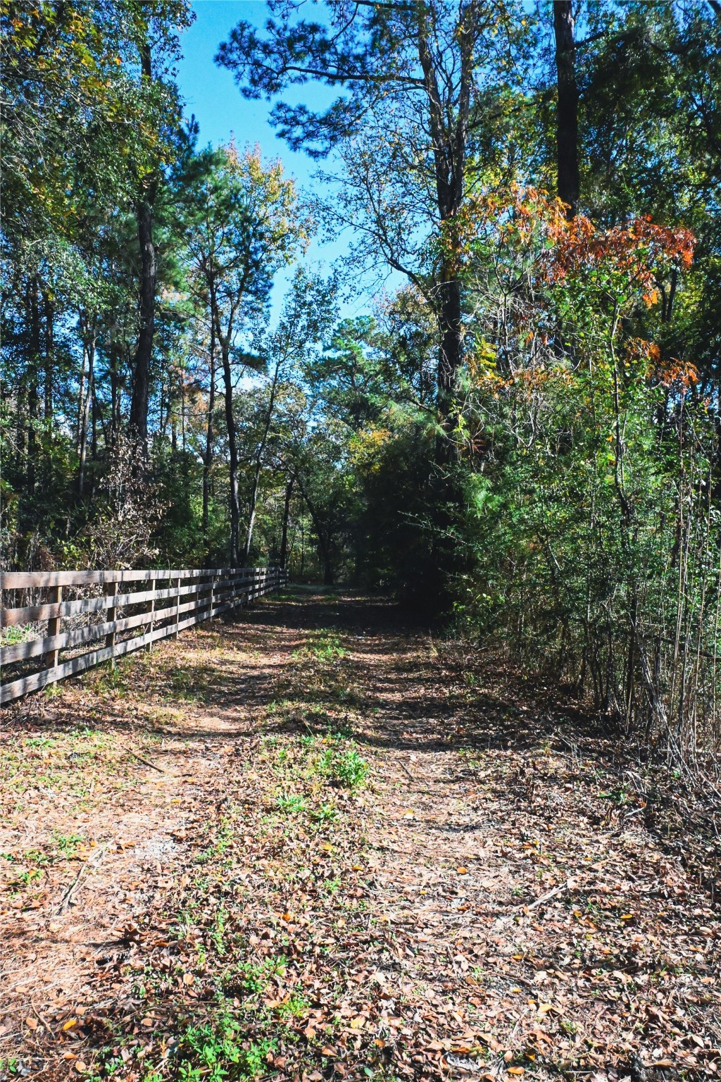 Tbd Jerry Raymond Road Wallisville, TX 77597 - Photo 2 of 13 a view of a yard with large trees