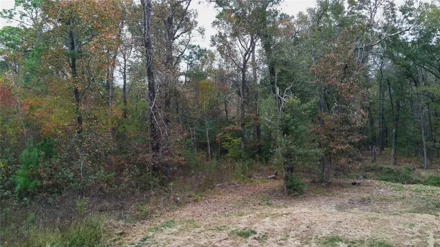 a view of a forest with trees in the background