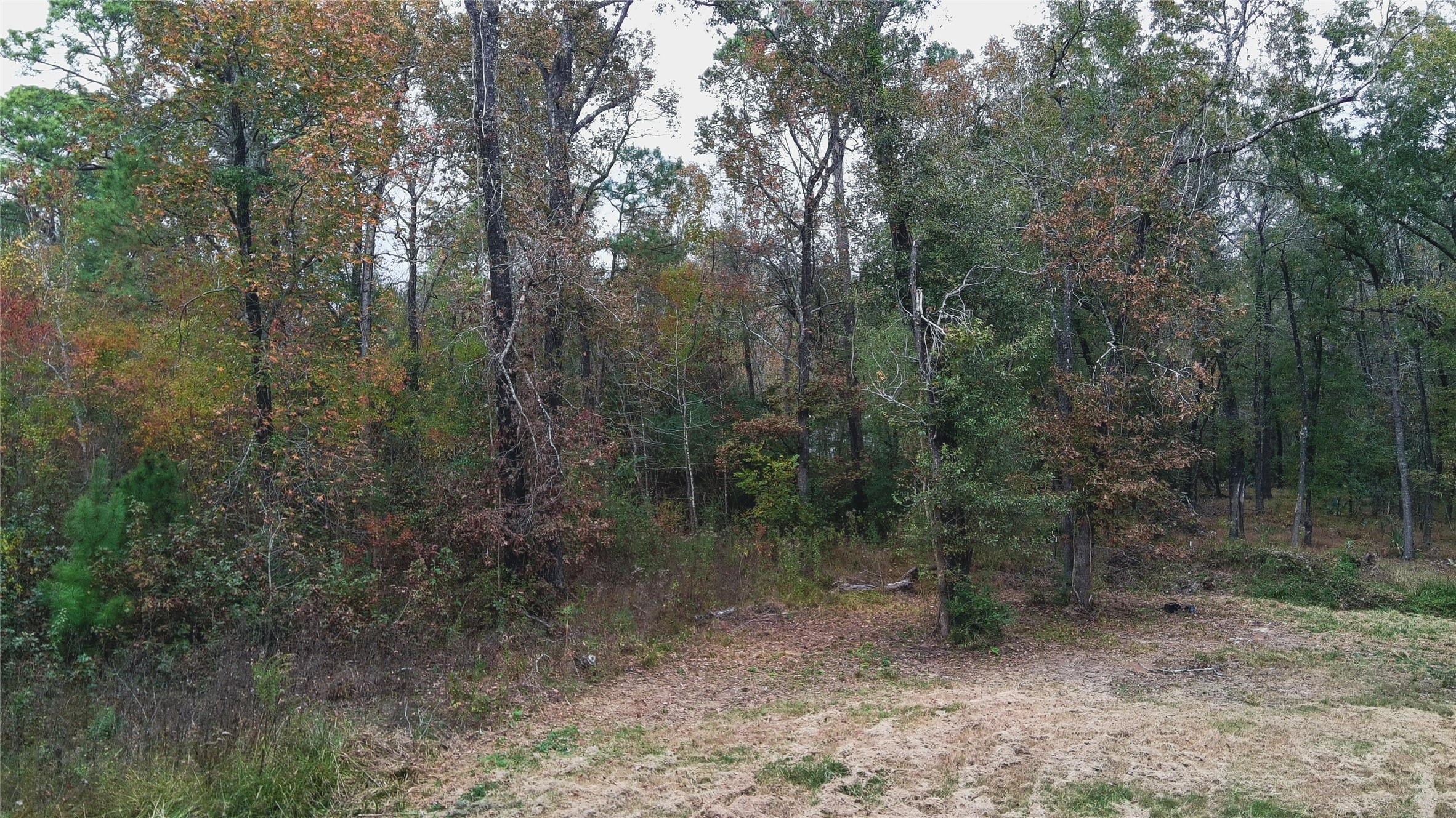 Tbd Jerry Raymond Road Wallisville, TX 77597 - Photo 10 of 13 a view of a forest with trees in the background