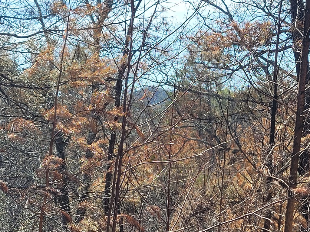 4 River Bend Way Sevierville, TN 37862 - Photo 10 of 21
