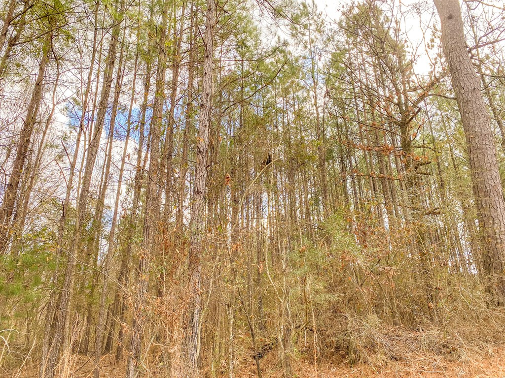 4020 Powell Road Liberty, MS 39645 - Photo 13 of 45 Photo 13