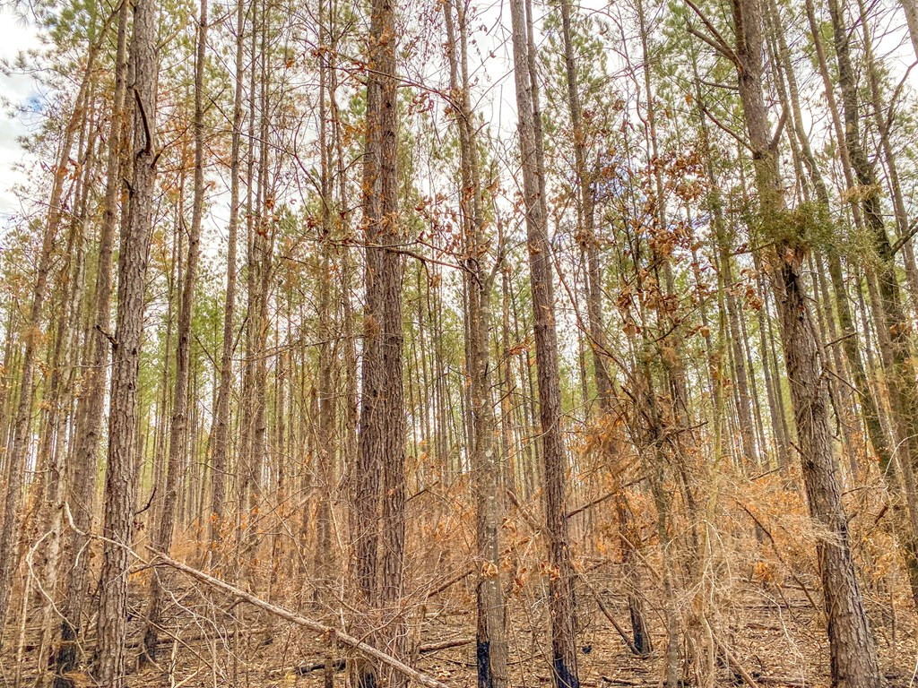 4020 Powell Road Liberty, MS 39645 - Photo 23 of 45 Photo 23