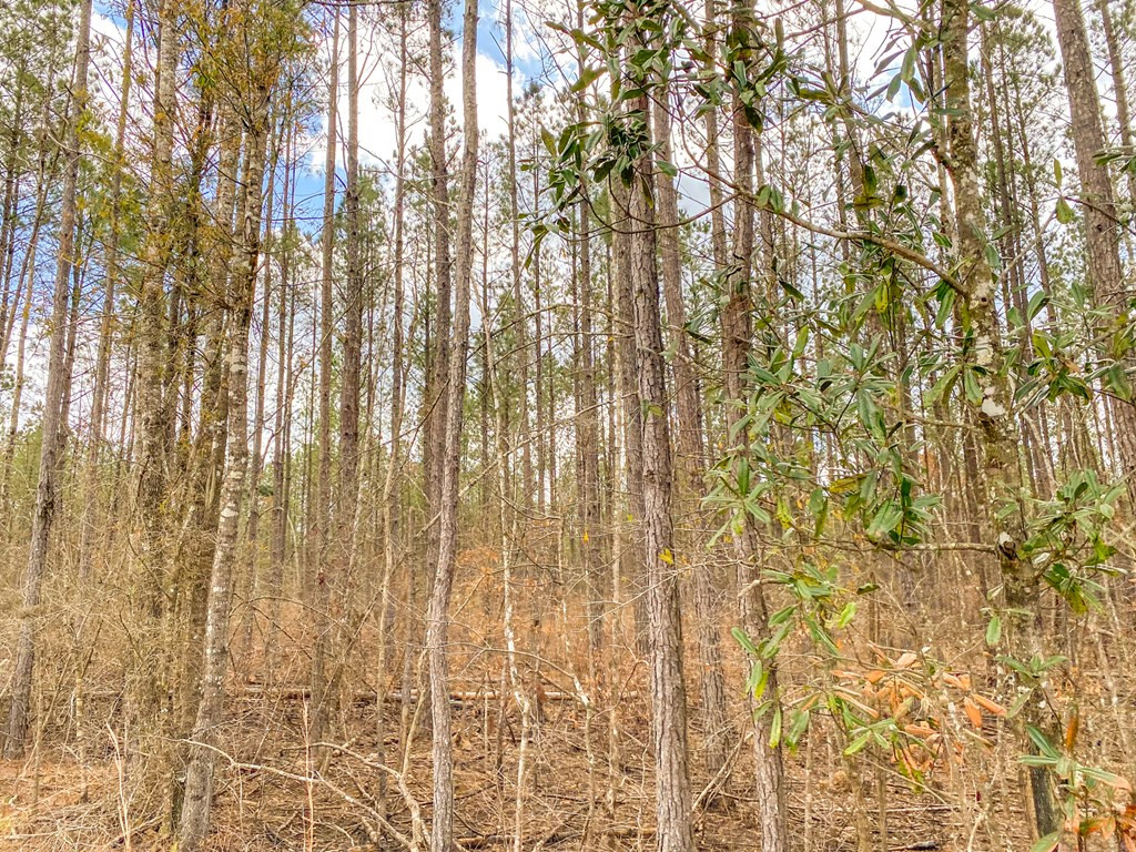 4020 Powell Road Liberty, MS 39645 - Photo 7 of 45 Photo 7