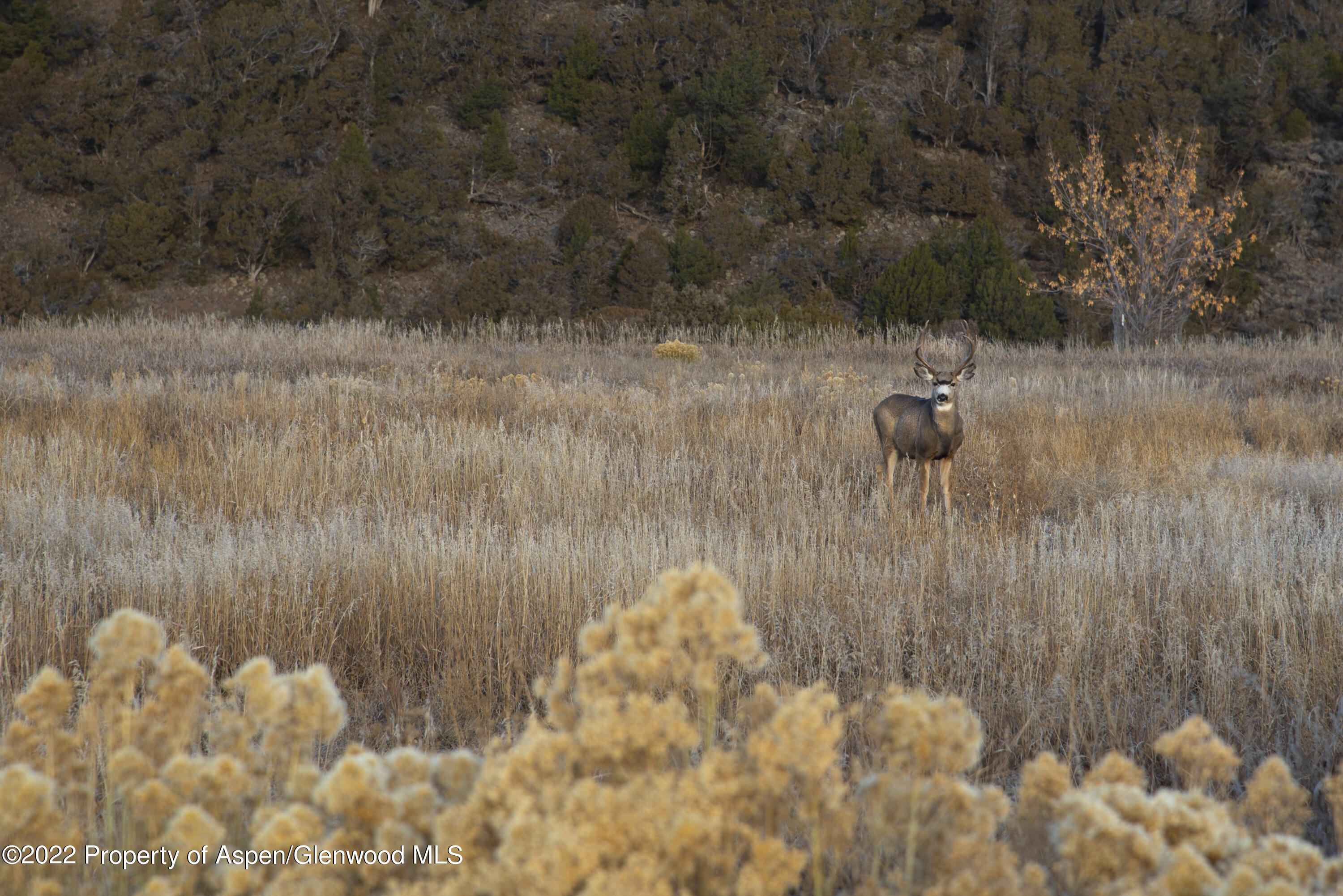 433 Whitecloud Road Carbondale, CO 81623 - Photo 6 of 6 a view of a forest