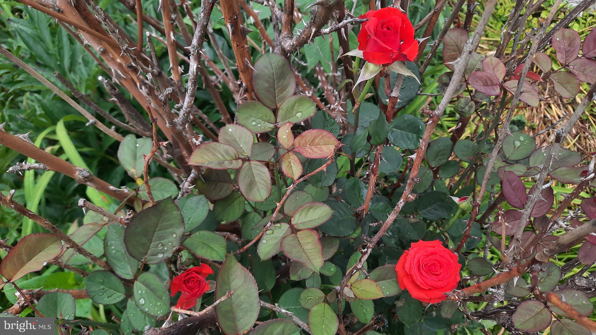 6287 Old Zion Road Warrenton, VA 20187 - Photo 63 of 69 Vibrant red roses amidst lush greenery.