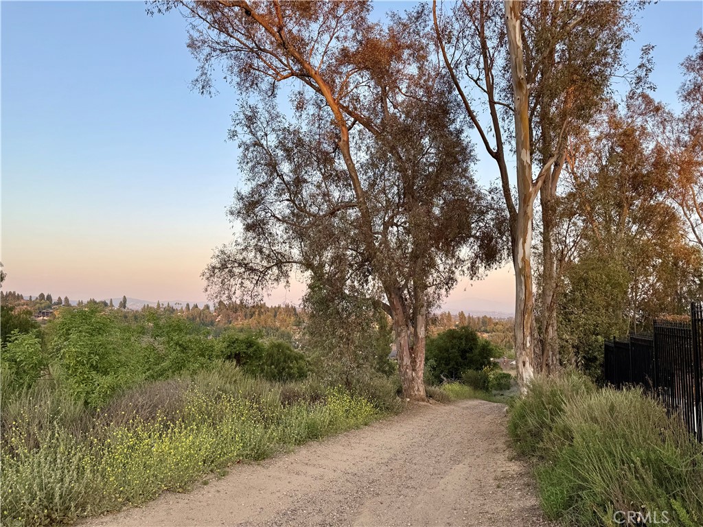1364 Armstead Lane Fullerton, CA 92833 - Photo 4 of 21 a view of a forest with trees in front of it