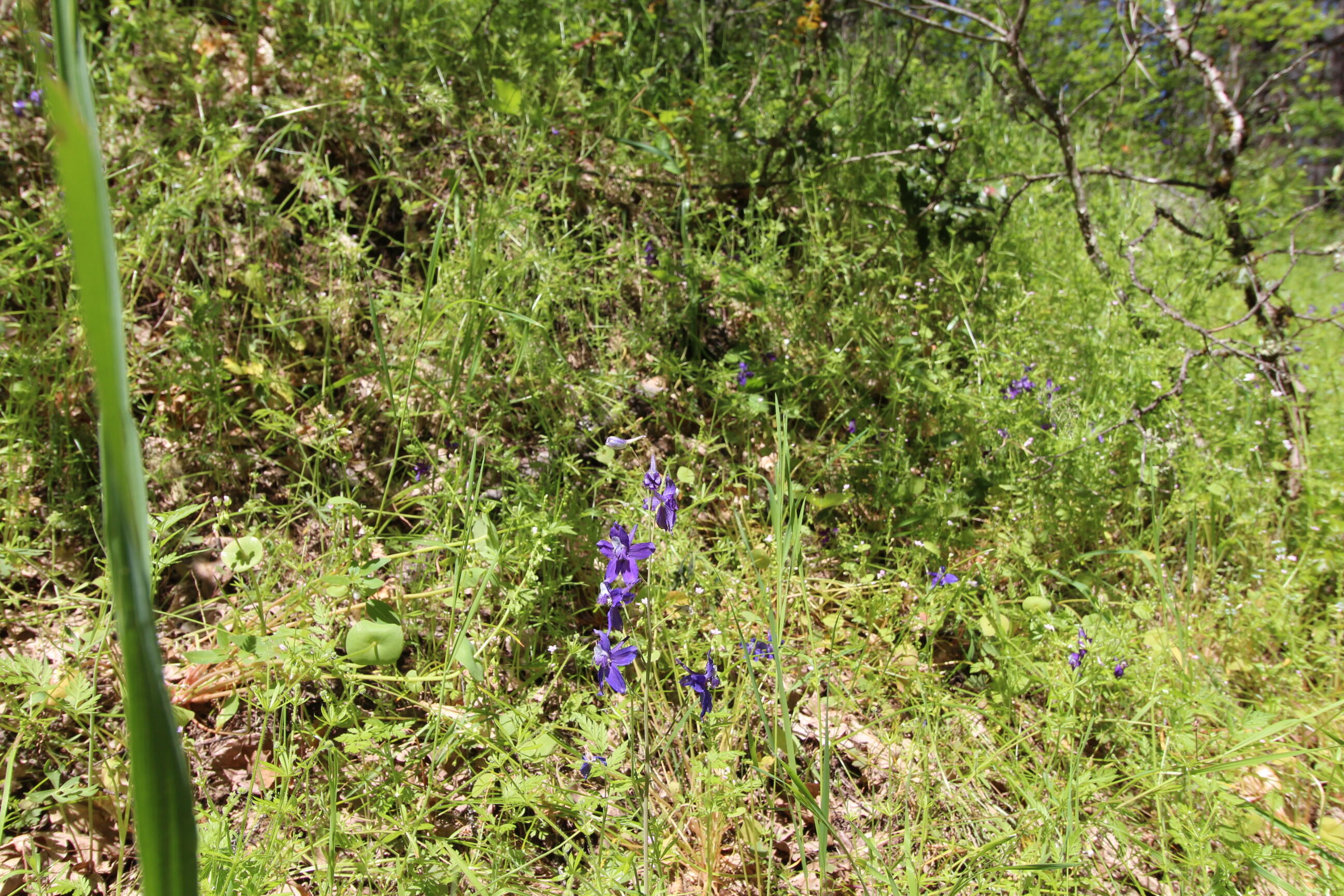 10000 Little Applegate Road Jacksonville, OR 97530 - Photo 136 of 141 trillium wildflowers