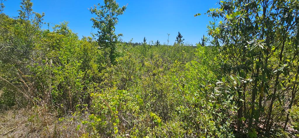 570 Clark's Landing Road Carrabelle, FL 32322 - Photo 8 of 18