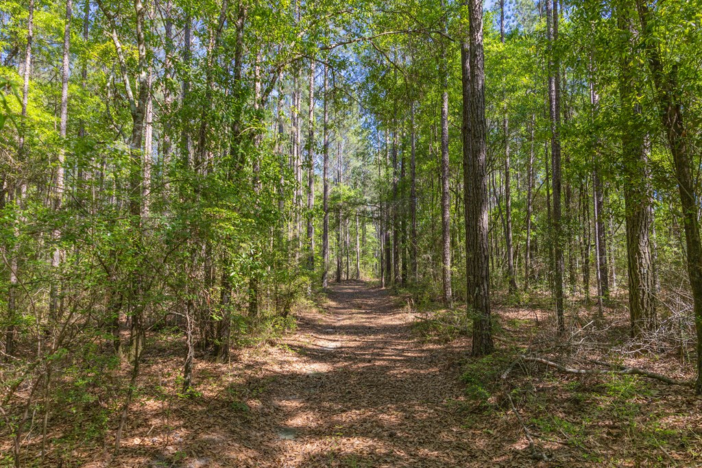 165-acres Harrison Road Kinston, AL 36453 - Photo 4 of 26
