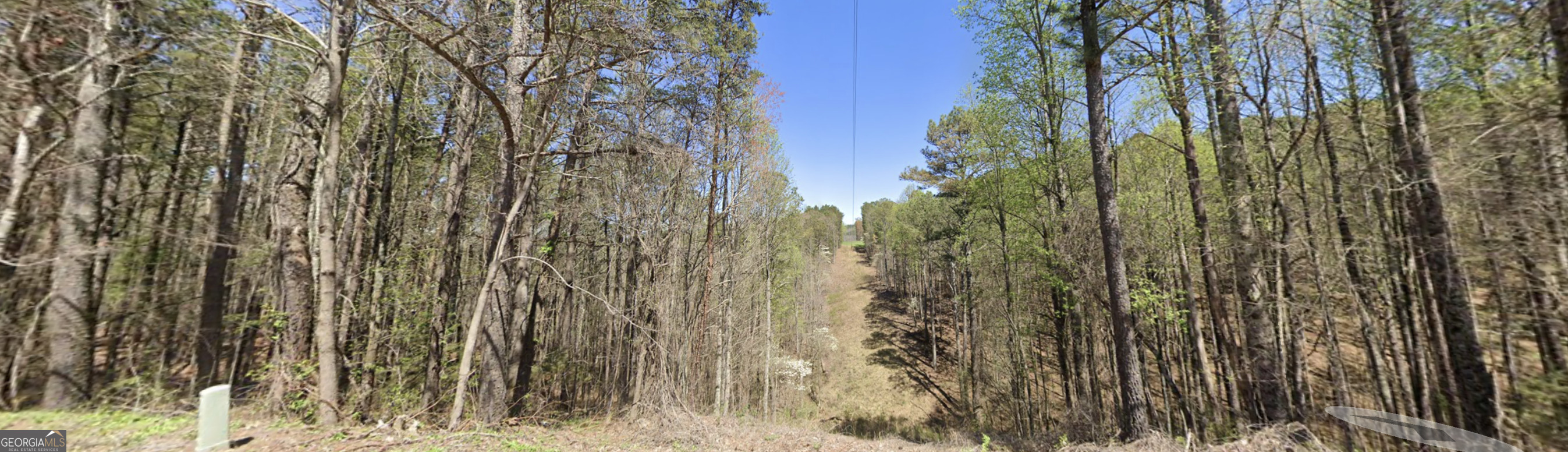 1-east Dry Pond Road, Unit LOT #1 EAST Ranger, GA 30734 - Photo 6 of 11 a close up of a plant in a forest