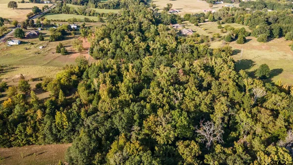 a view of dirt yard with a large tree